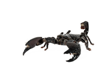 Emperor Scorpion - Pandinus imperator