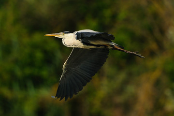 Airone cenerino in volo