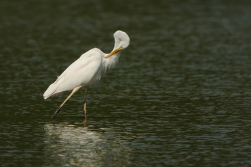 Airone bianco maggiore