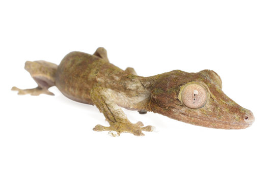 Leaf-tailed Gecko
