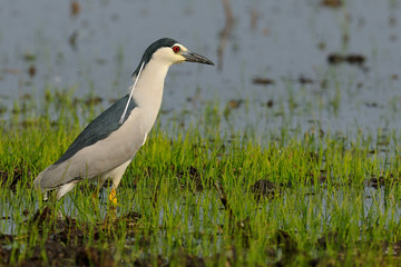 Nitticora