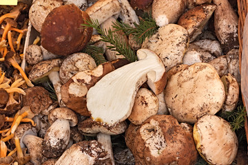 porcini mushroom