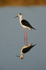 Cavaliere d'Italia,riflesso