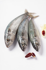 mackerel fish