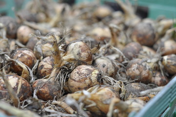 Organic Onions in a Basket