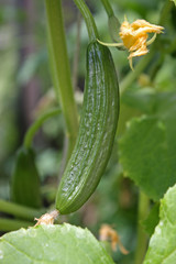 cucumber on vine