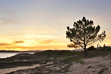 Fototapeta na wymiar Pine tree at sunset