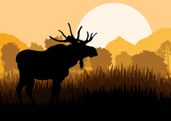 Moose in wild nature landscape background