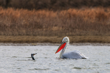 dalmatian pelican and cormorant