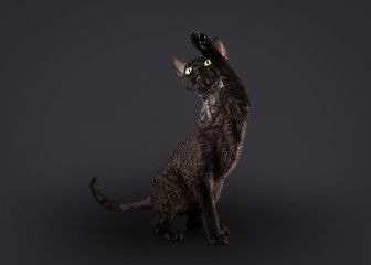 black devon rex cat on black background