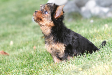 yorkshire terrier puppy on natural background