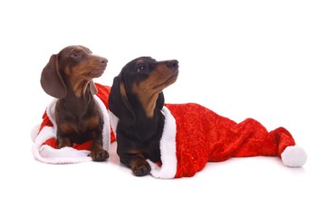zwei Welpen versteckt in Santa Claus Mütze