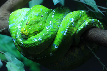 Green tree Python