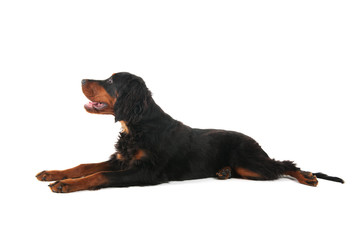 Gordon setter laying down
