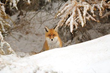 Red fox in the snow