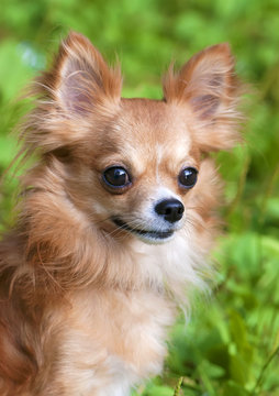 beautiful red chihuahua dog portrait