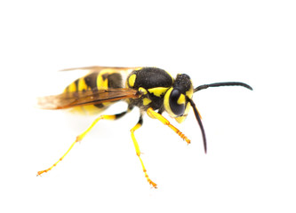 wasp on a white background. macro