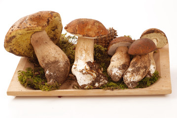 FUNGHI PORCINI ( MUSHROOMS )