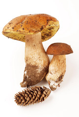 FUNGHI PORCINI ( MUSHROOMS )