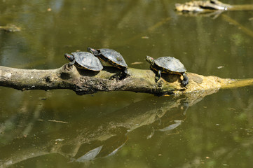Fototapeta premium Tartarughe