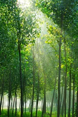 Zelfklevend Fotobehang Woods sun © photobee
