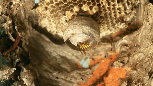 Wasps building a nest.