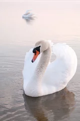 Fototapete Rund swan © TSpider
