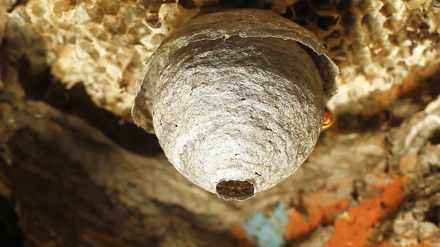 Wasps building a nest.