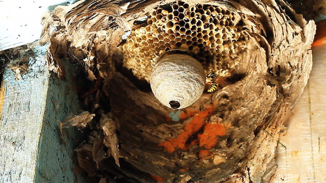 Wasps building a nest.