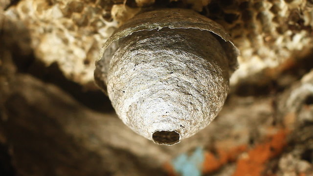 Wasps building a nest.