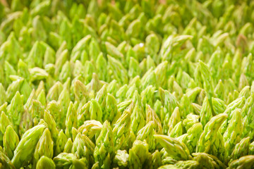 Asparagus
