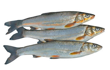 Fishes (Leuciscus brandti) 3