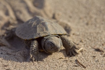small turtle on a sand