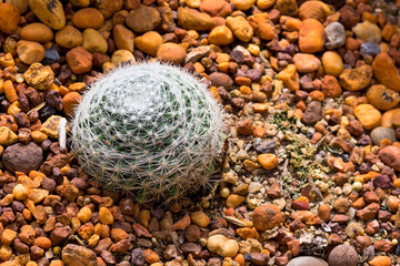 Spider Ball Cactus