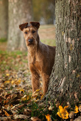 Irish Terrier in der Natur