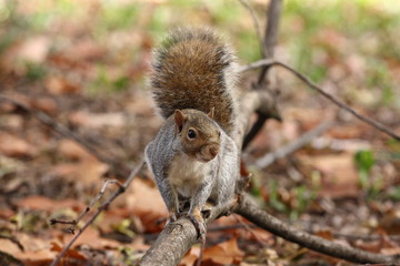 scoiattolo