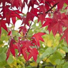 Red leaves