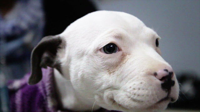 White pitbull puppy