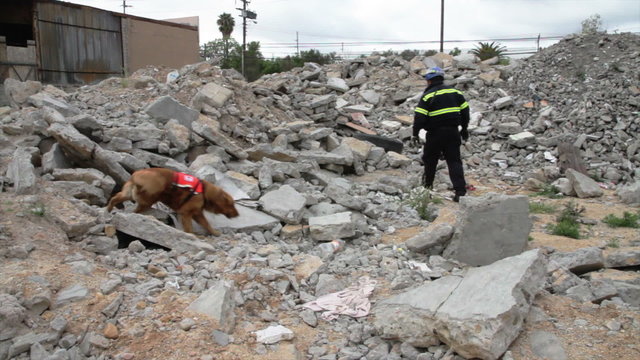 Rescue team, man and dog searching survivors