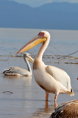 Fototapeta na wymiar Great White Pelicans in water