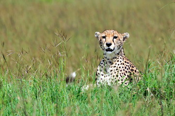 A clean portrait of a cheetah .