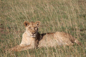 ケニアマサイマラ 雌ライオン