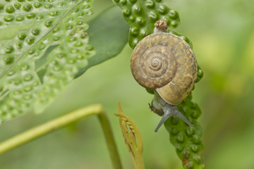 Snail is climbing on the tree