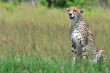 A clean portrait of a cheetah .