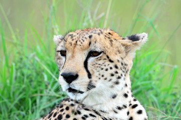 A clean portrait of a cheetah .