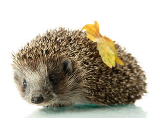 Hedgehog with autumn leaf, isolated on white