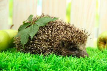Hedgehog with leaf and apples, on grass,  on fence background