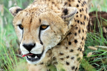 A clean portrait of a cheetah .