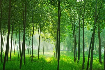 Fotobehang Woods sun © photobee