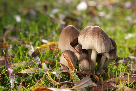 Mushrooms in the green grass
